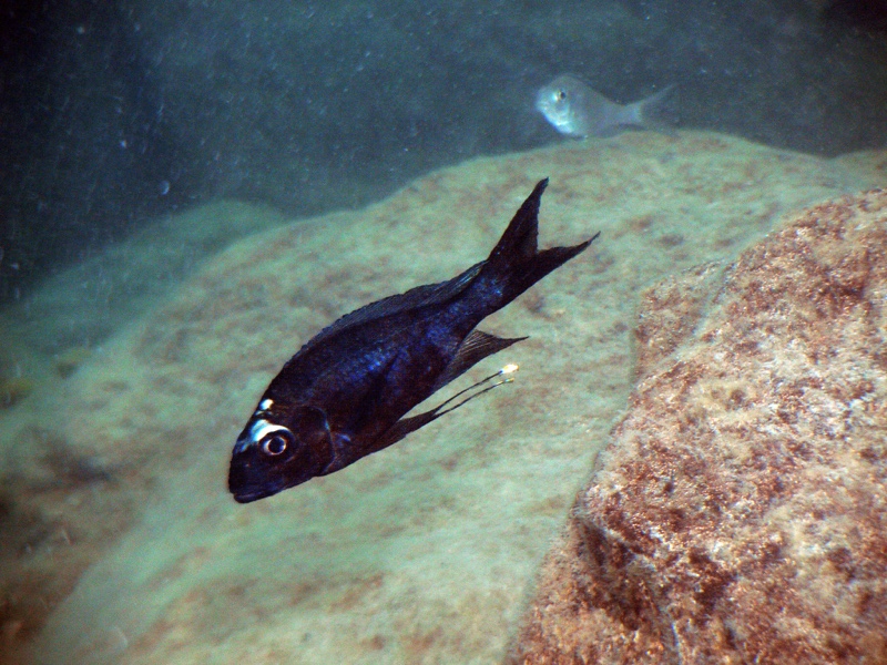 Ophthalmotilapia sp. 'whitecap' Mabilibili Bay